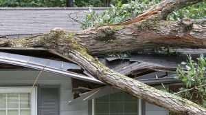 Large tree fallen on top of a home's grey roof, causing extensive damage.